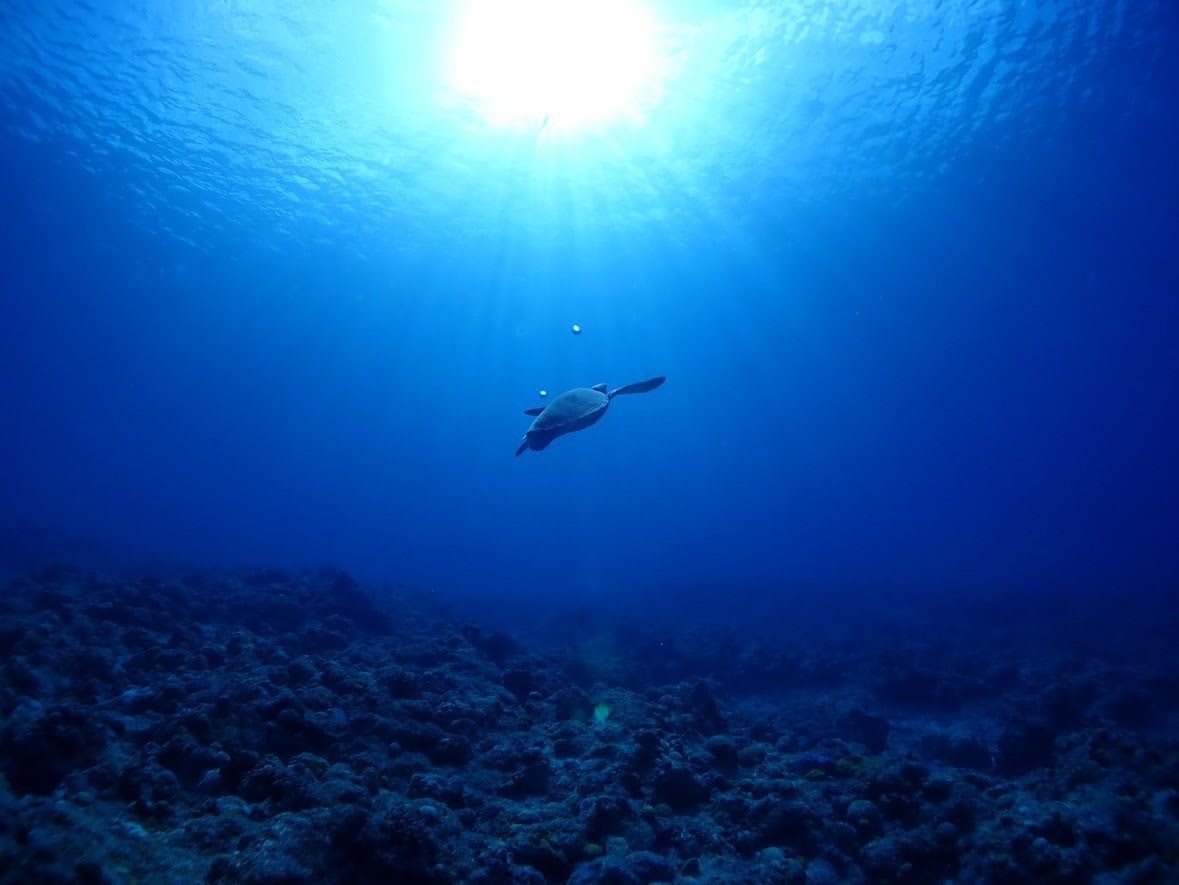 海中へ差し込む光の下を泳ぐ一匹のウミガメ