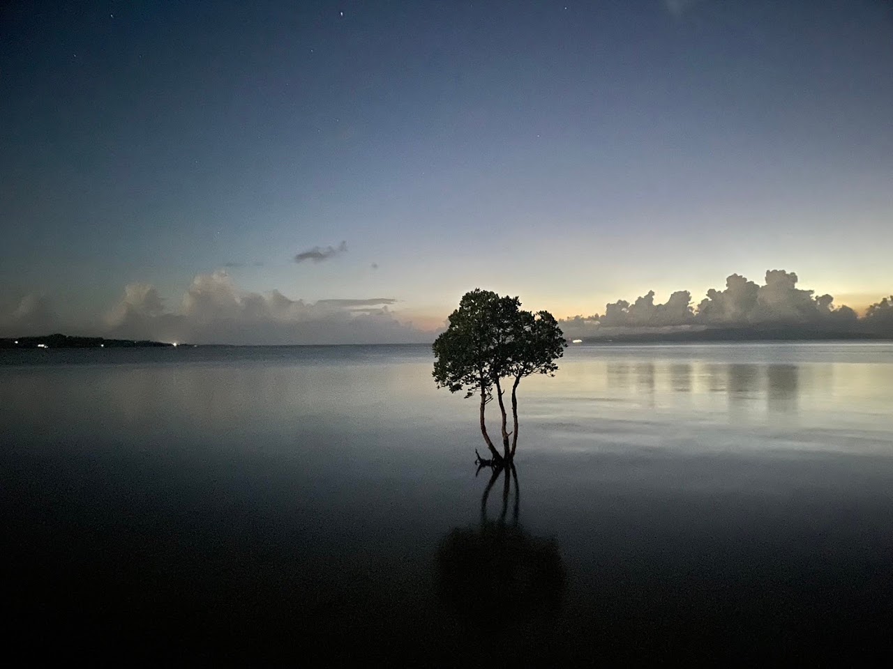 薄明の静かな水面に一本の木と影が映る風景