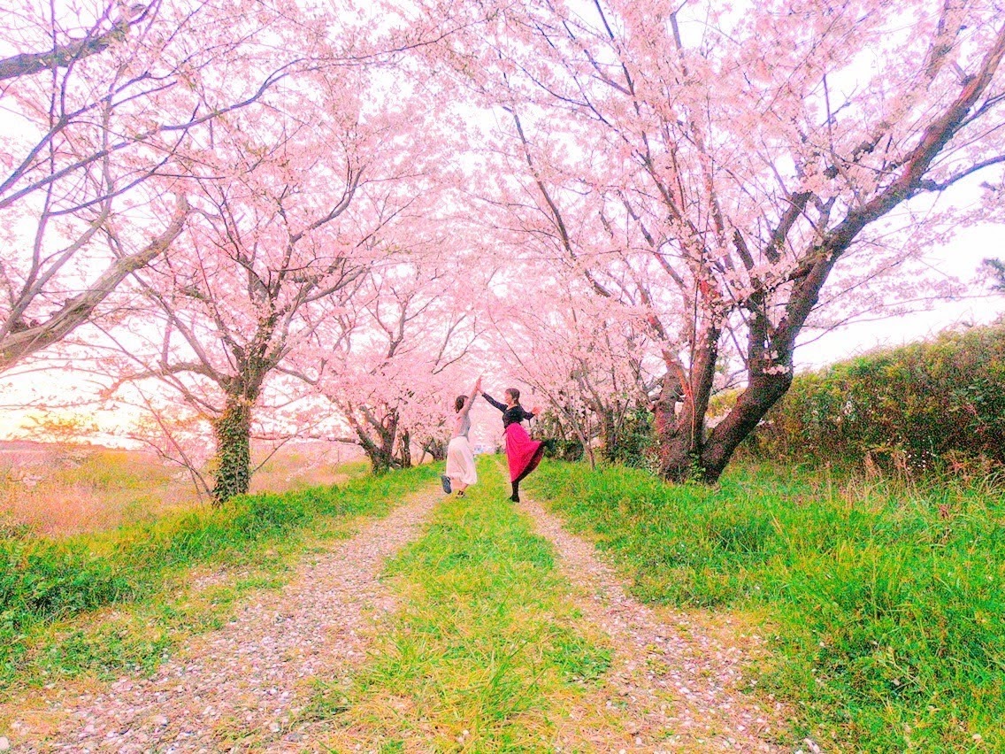 満開の桜並木の小道で手を取り踊る二人の女性